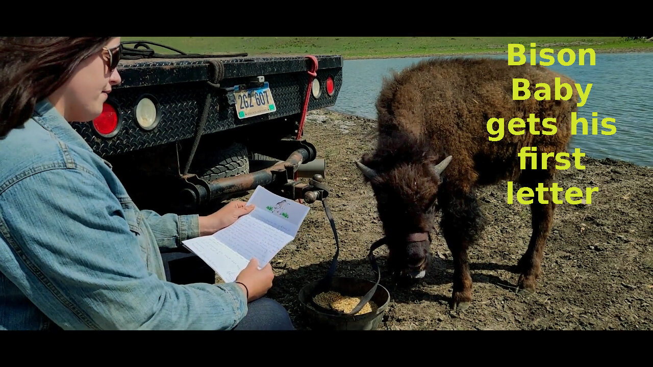 Baby Bison gets his first letter from a fan