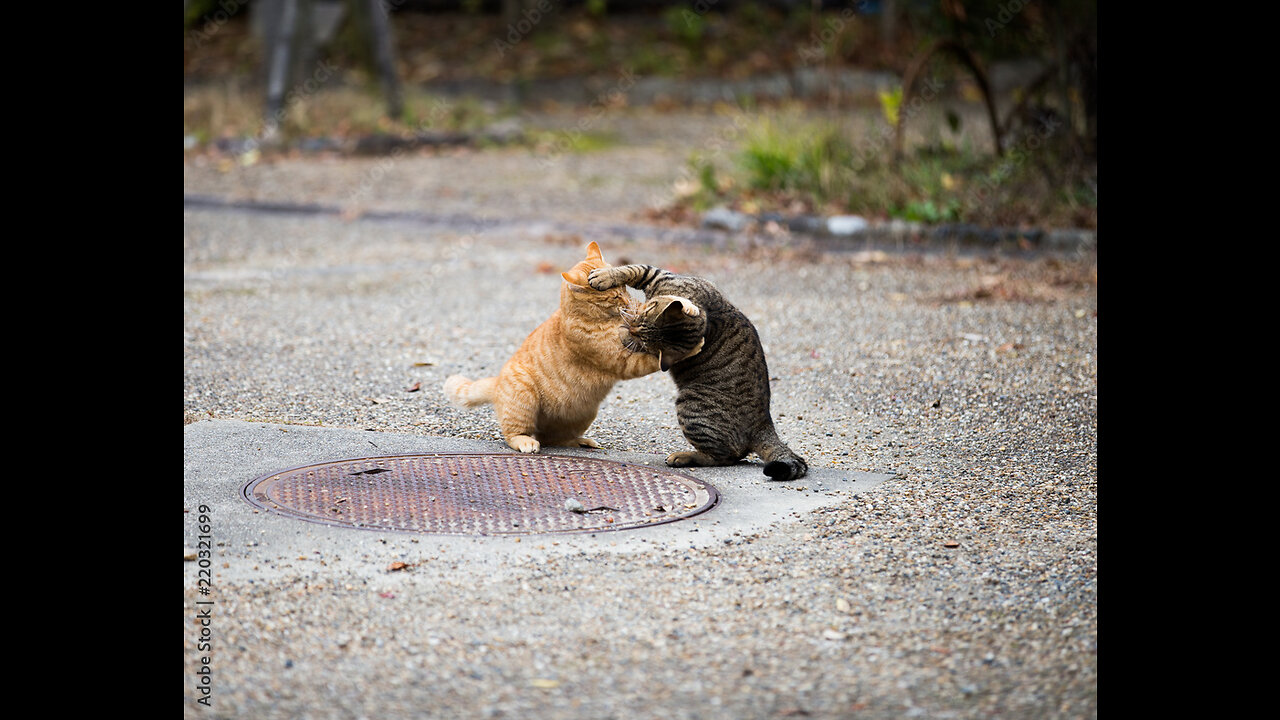 Dangerous Cats In USA #short