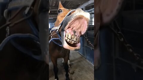 Funny animals #funnyanimals