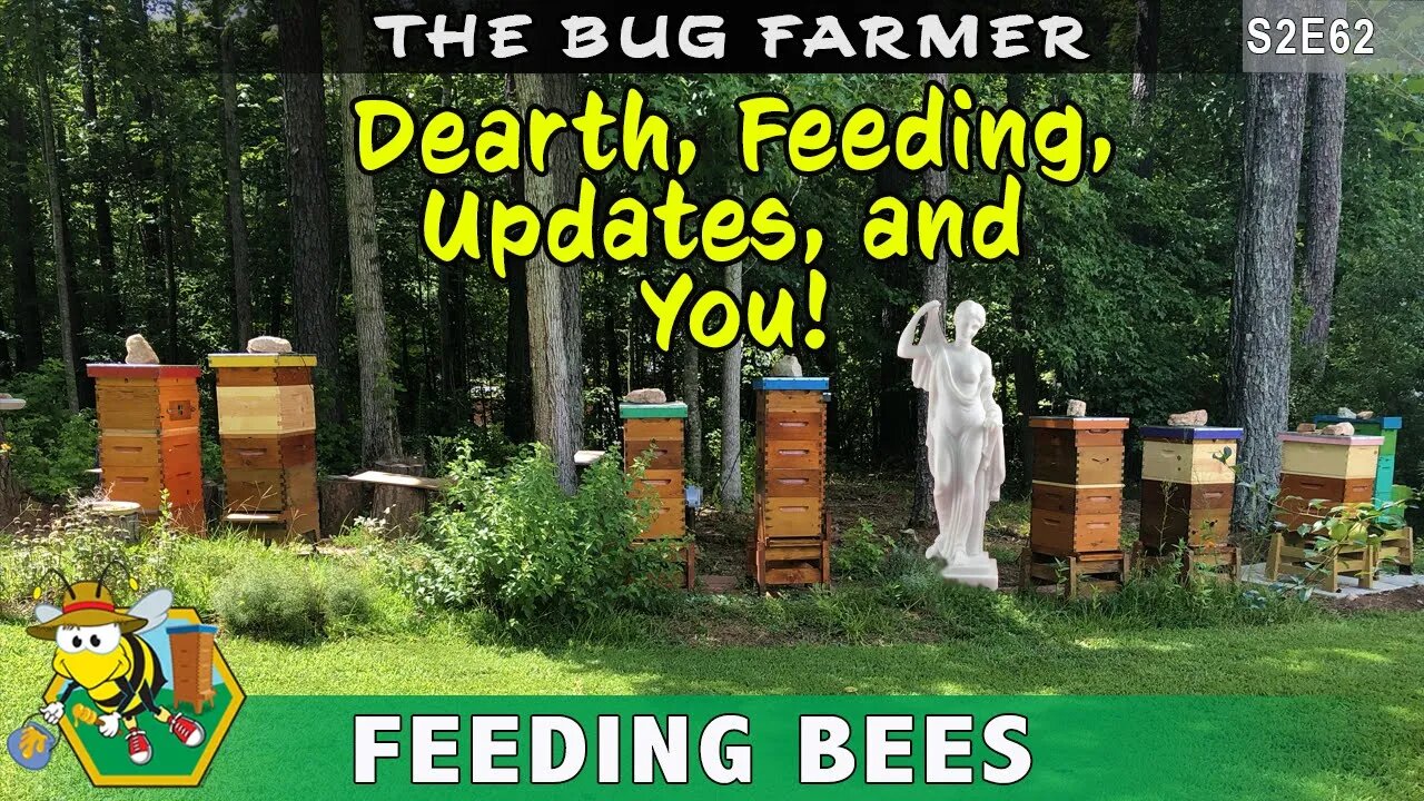 Feeding Bees During Dearth, Feeding, Updates,& You -Beekeeping during dearth - feeding during dearth