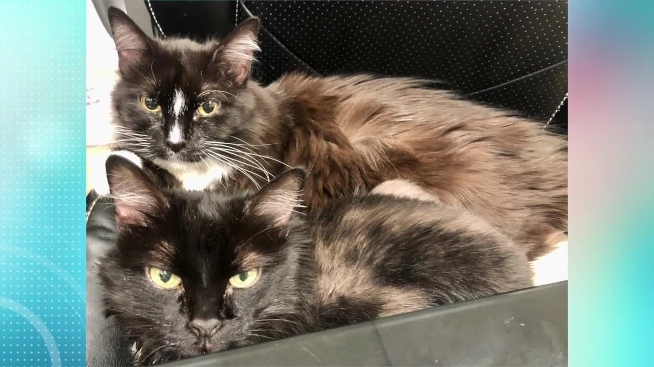 Pick of the Litter: Hailee and Hollee!