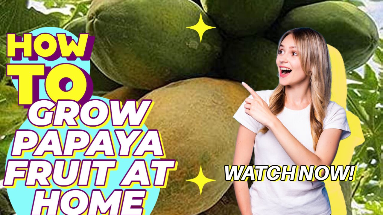 How to Papaya Fruit at Home I Papaya Fruit Melon I Amazed Gardening I Gardening Tips I Supervd