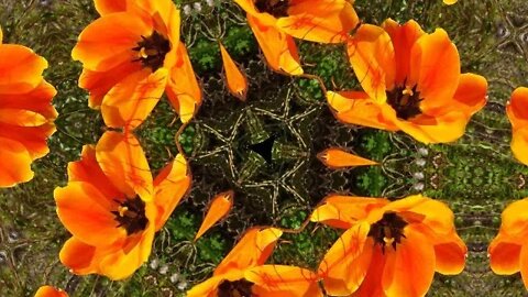 5 Kaleidoscopic Mandalas - From the Garden (Best Viewed Full Screen)