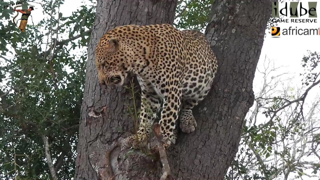 Male Leopard And Hyenas With A Warthog