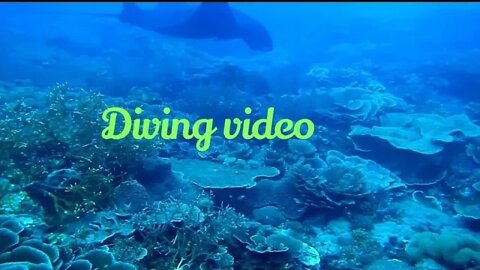 Diving short video,diving,#shorts,#divingdeep,#entertainingvideos