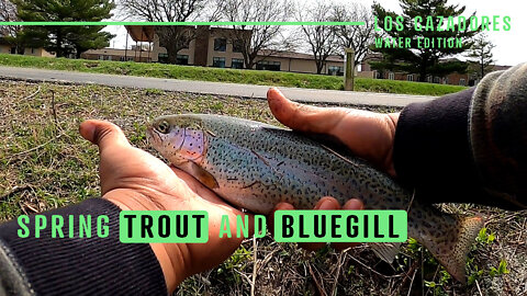 Spring Rainbow Trout And Bluegill Buffet (Spring Trout Stock)