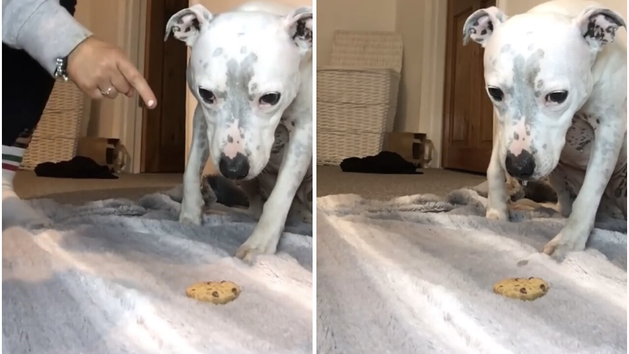 The most patient dog in the world