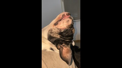 Cute bullog snoring and playing !