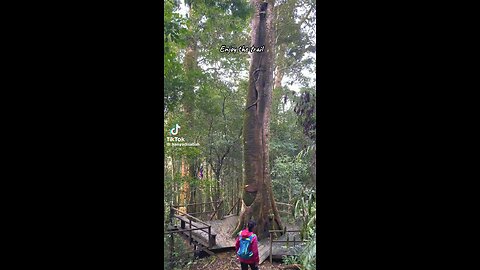 Meragang Hill Kundasang Sabah Malaysia