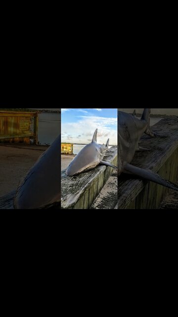 Shark fishing (Atlantic Beach) NC #shorts