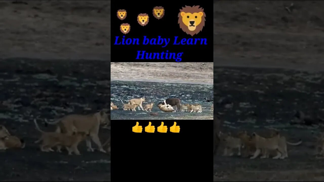 Lion Baby Learn Hunting ❤️#shorts #shortvideo #youtubeshorts