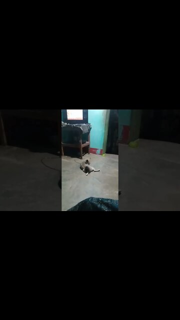 Puppy Loved to Watch TV and Chilling || Wait till End || #shorts #dogs #puppy
