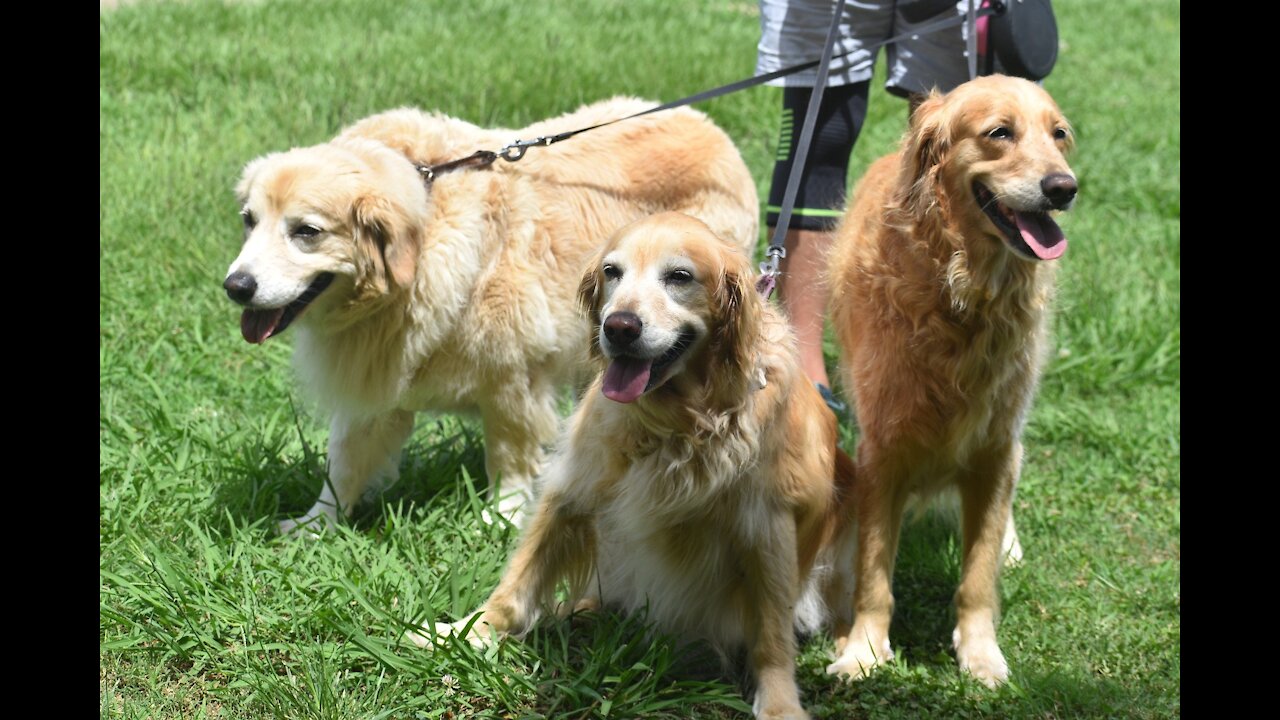 How to teach any dog to stop pulling and walk nicely on a loose