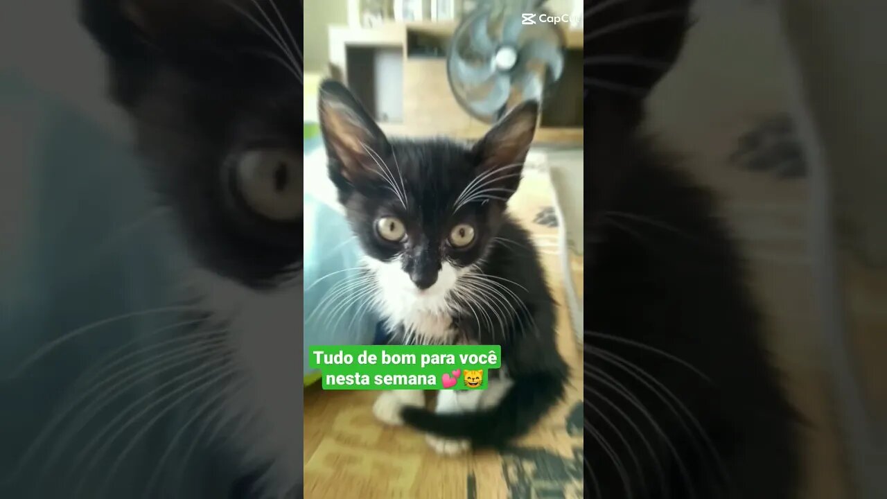 Gato Bartolomeu Tunico 😸