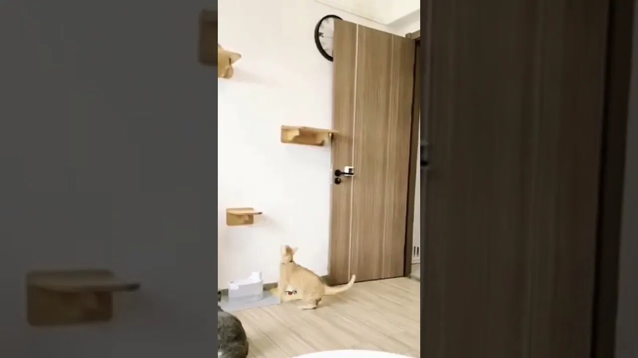 Cat video #shorts #reels #cat #funny