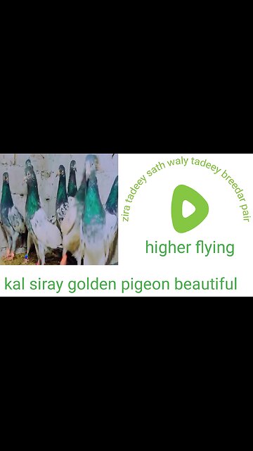 Tadeey choudry waly tadeey breedar pair pigeon beautiful