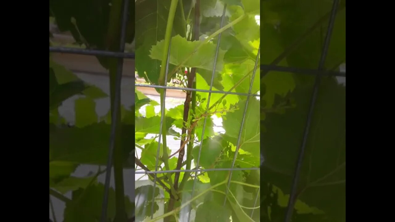 Grapevines are looking great