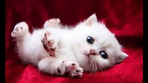 Funny Cat Compilation 🐭