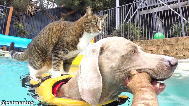 Carefree Cat Catches A Doggie Ride Through The Pool