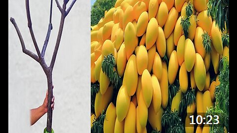 How to combine mango with pepper to get more fruit