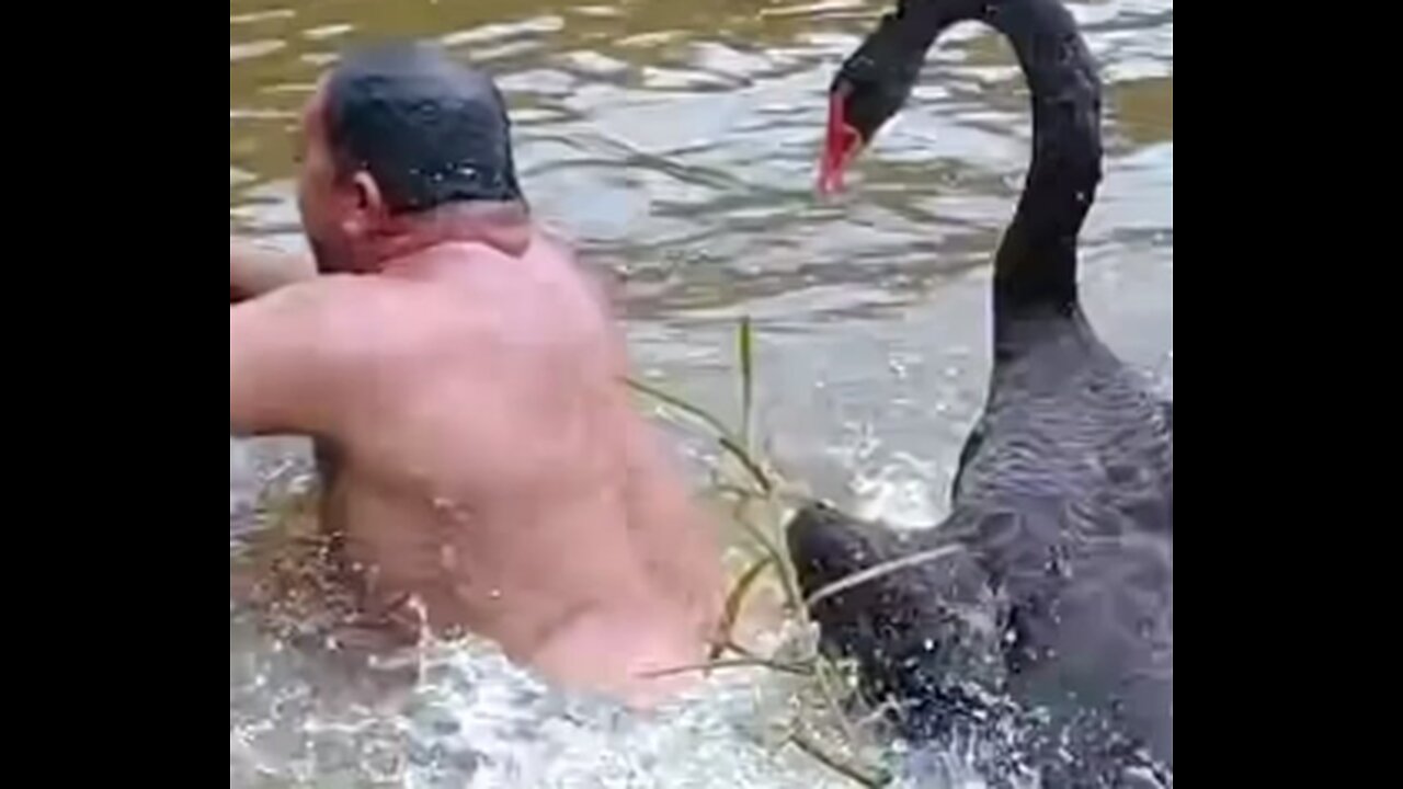 Being attacked by a swan.VIRAL,