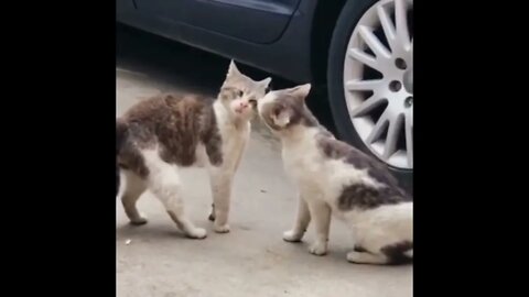 #SUBSCRIBE PLEASE - INCREVA POR FAVOR