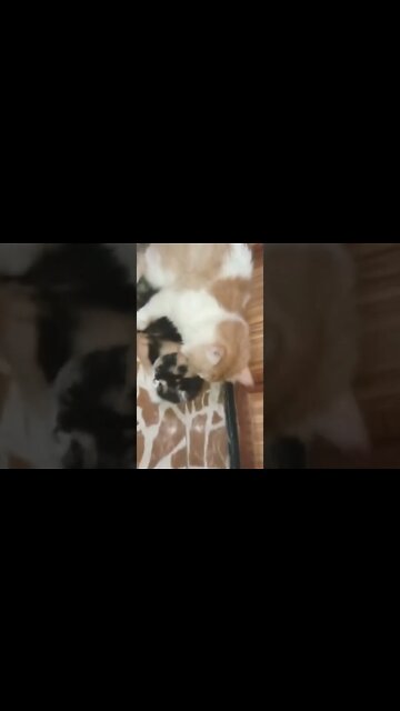 #persiancats #kittens #cat #shorts #youtubeshorts