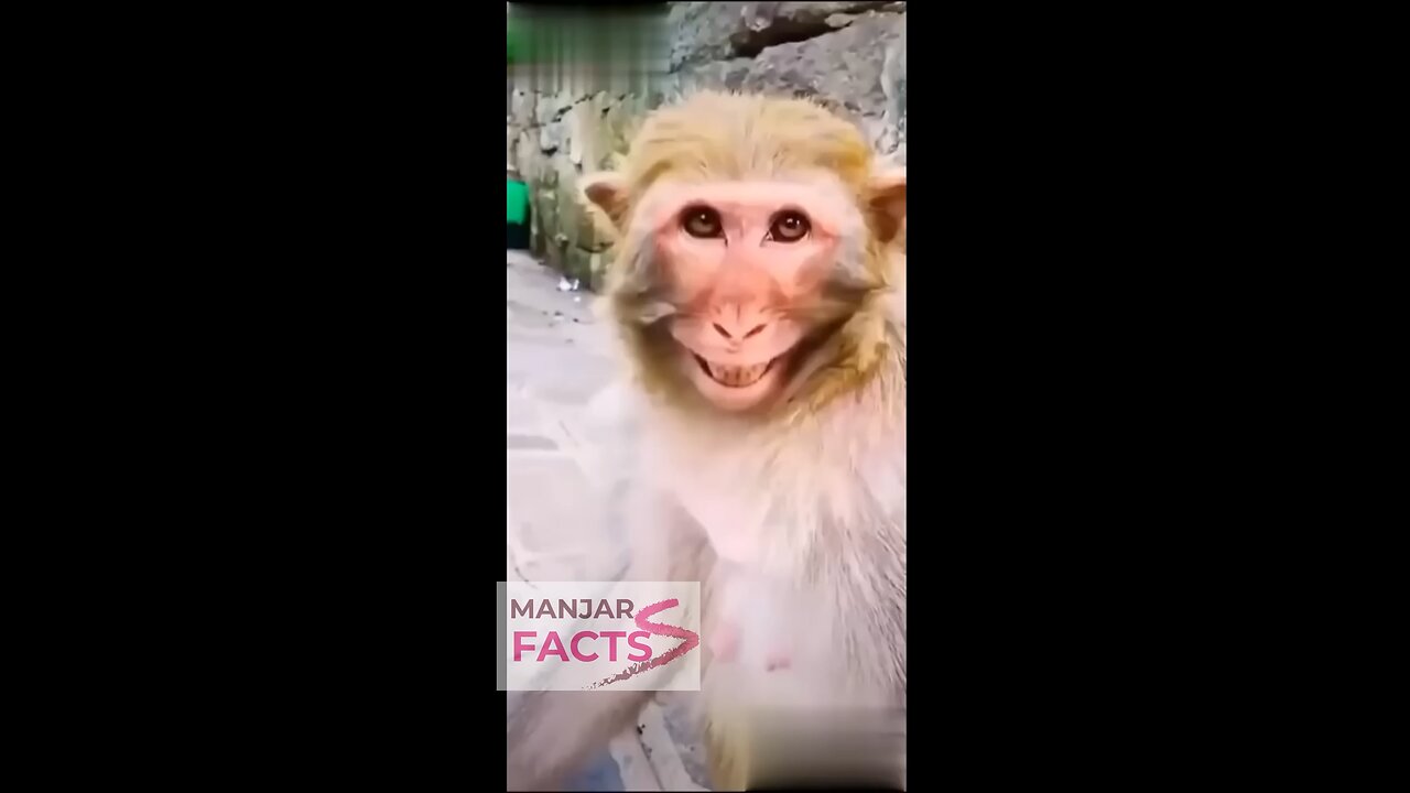 🤣Monkey smile funny video #funnyvideos