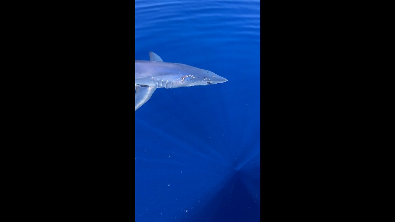 Big mako shark circling the boat!!