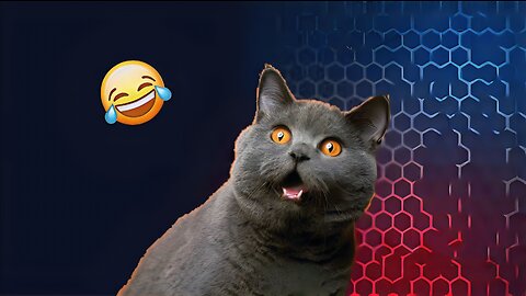 1 Hour Trending Funny Cats Memes Competition of 2023