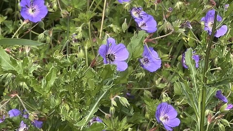 Bees everywhere on these flowers