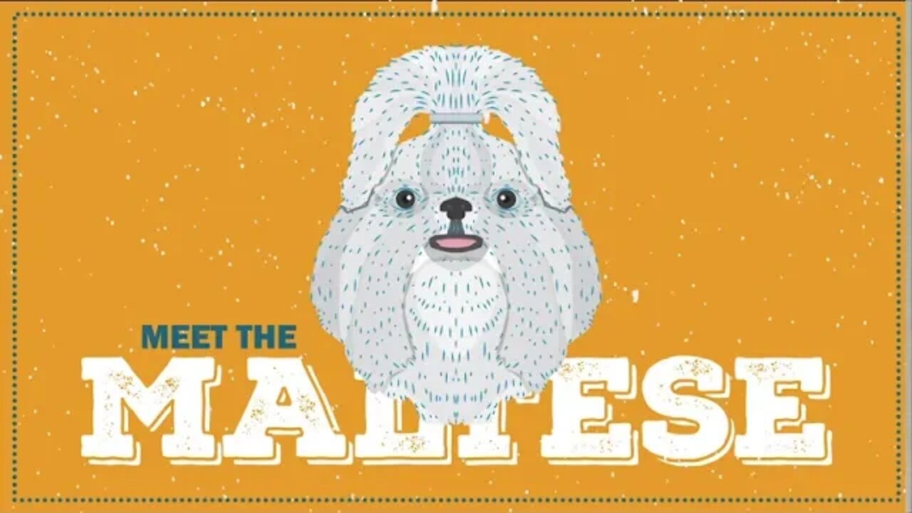 Maltese | CKC Breed Facts & Profile