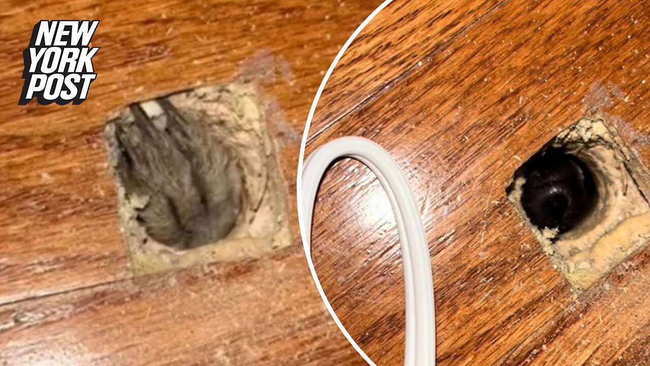 Social media users baffled by video of mystery critter beneath man's floorboards