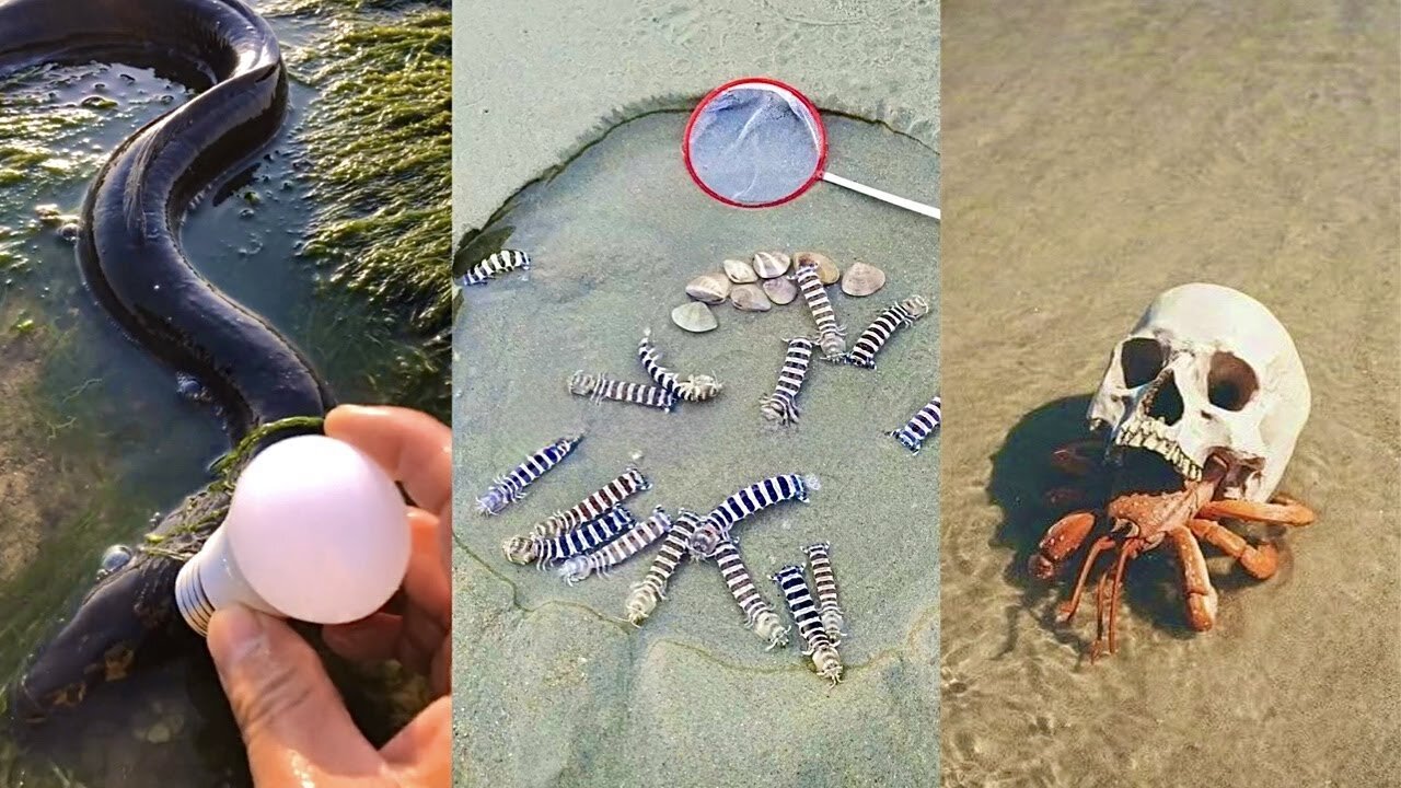 ASMR Hunting Sea Animals Around the Beach