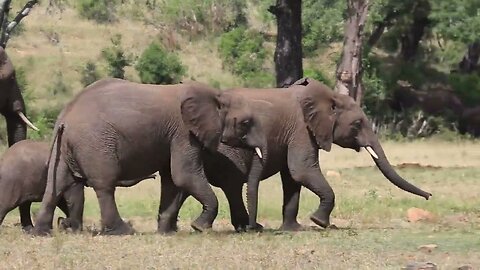 Exciting Morning With Animals Arriving at The Waterhole