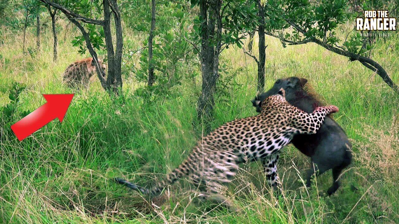 Leopard Vs Warthog: The Uninvited Guest | Rob The Ranger Special Edition