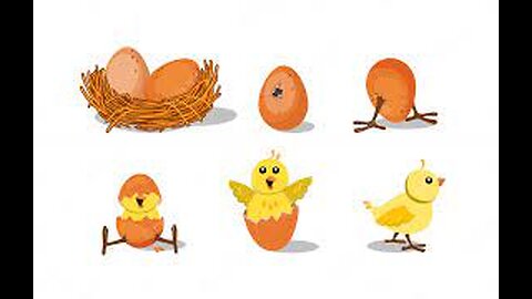 Chick Transformation