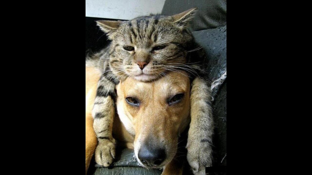 cute cat and dog