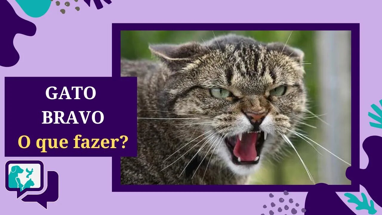 GATO BRAVO, como acalmar? 6 DICAS