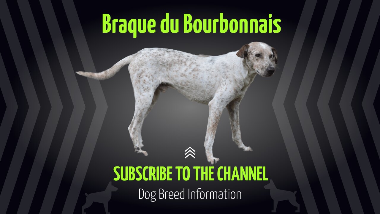 Braque du Bourbonnais - The Ultimate Guide to Your Perfect Hunting Companion