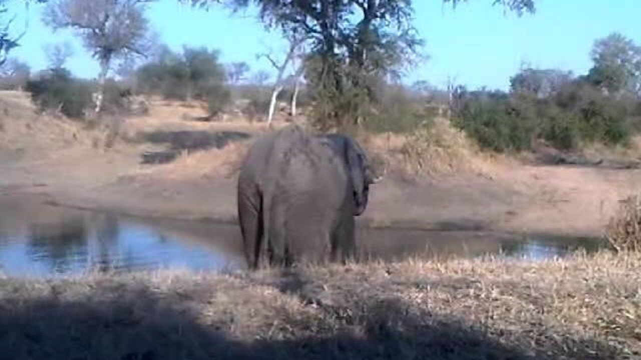 Elephant Drinking at Shadulu Dam Hide, Direct Upload - TEST