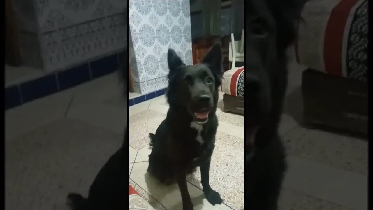 Chien Dog