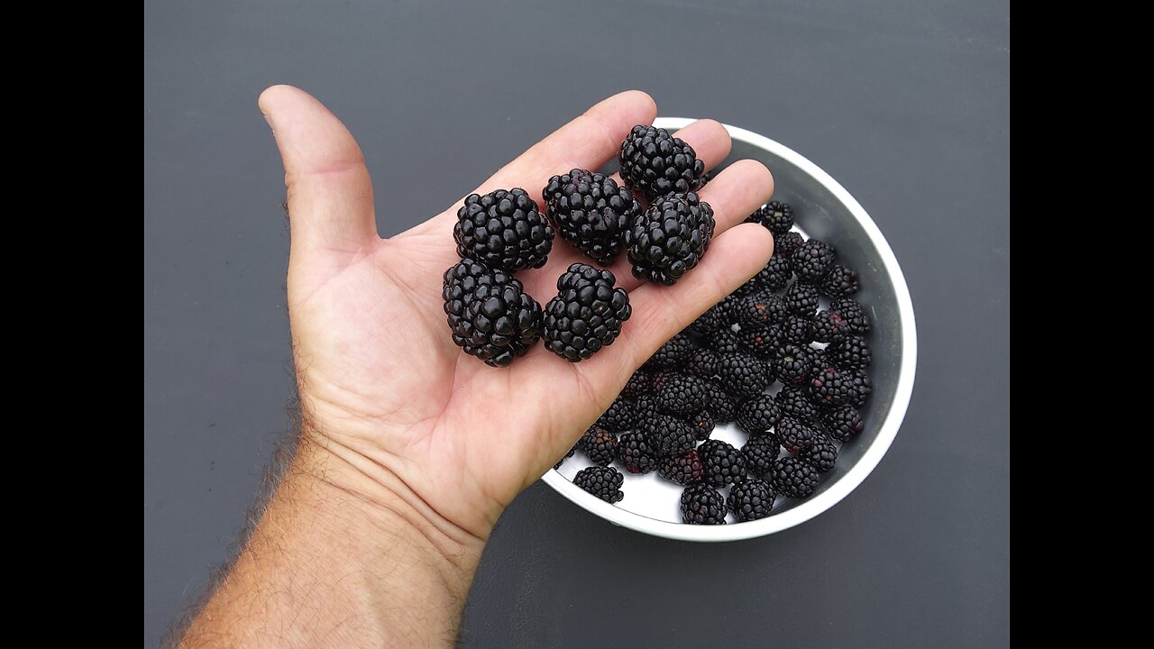 Picking Triplecrown Thornless Blackberries 6/26/24