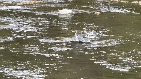 Great Blue Heron waiting on a meal