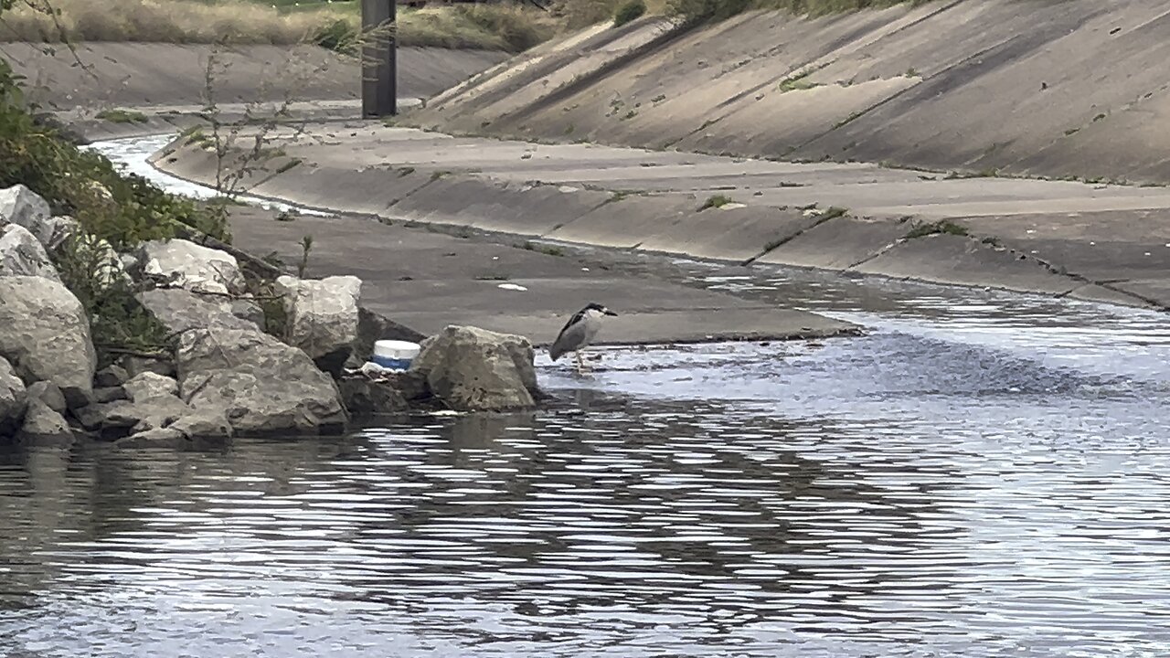 The Three Herons @ Humber River James Gardens Toronto