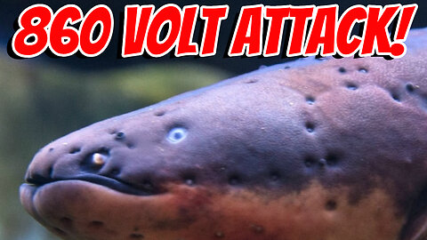 The Most Dangerous Eel In The World!