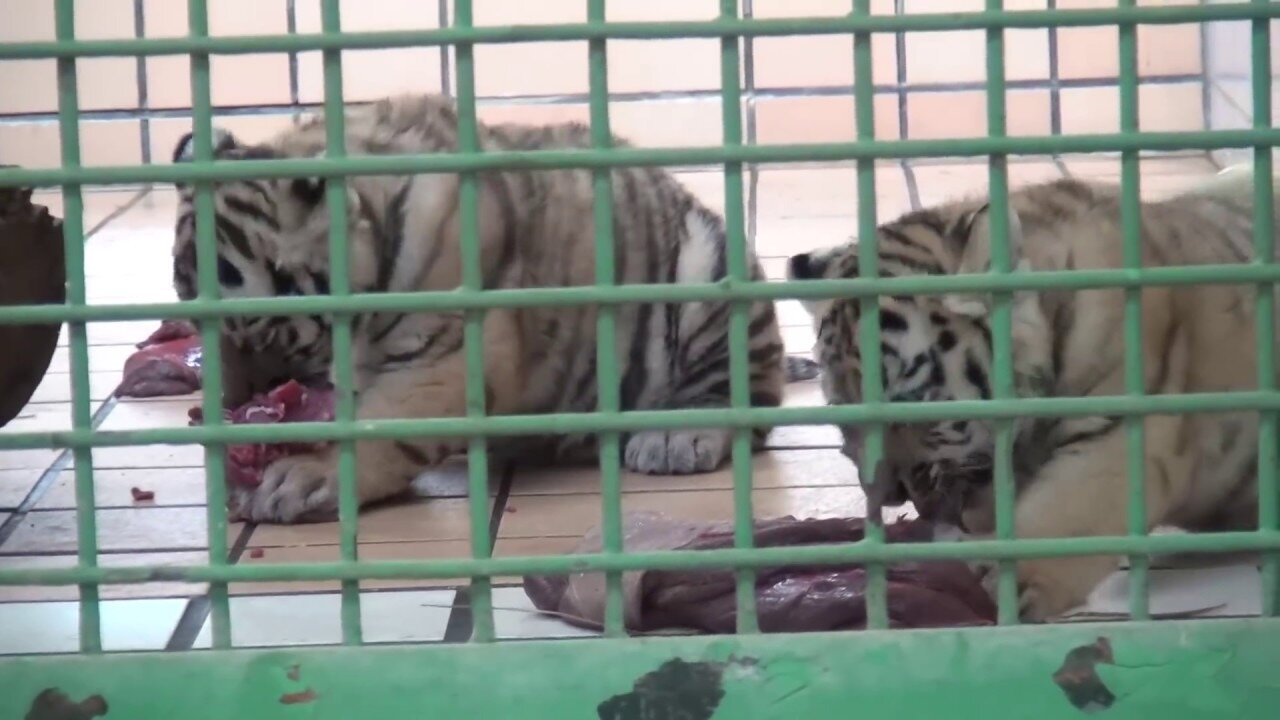 15.05 茶臼山動物園 アムールトラのミライと仔 体重＆お肉編