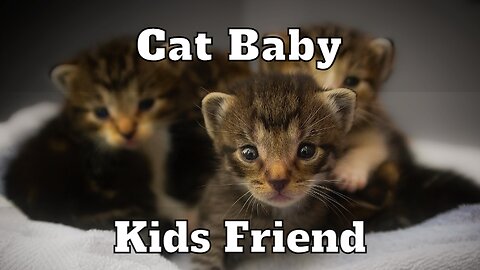 Cat Obsessed With Baby Brother Thinks Hes Also A Baby The Dodo Cat Crazy