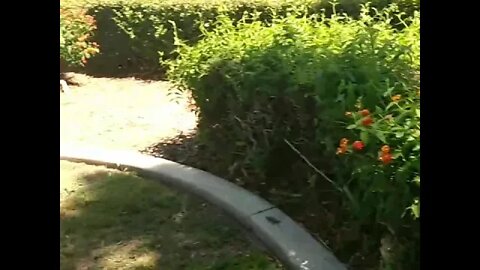 Following A Butterfly Around Lantana Flowers