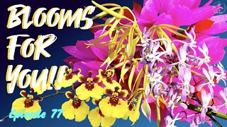 Orchid Updates | Orchid Bloom Dedications | Orchid Blooms for YOU! Episode 77 🌸🌺🌼#OrchidsinBloom